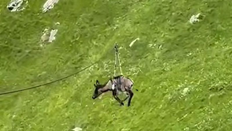 Видео со спускающимся по зиплайну ослом выложил в Сеть гид в Дагестане