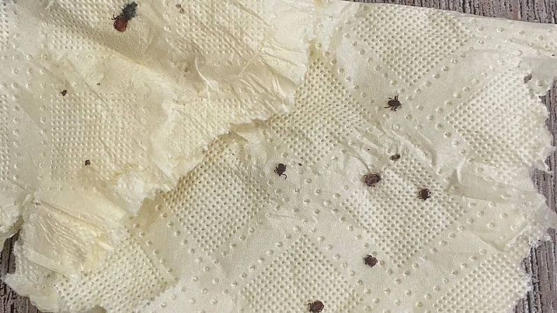 Клещи покусали 2,1 тысячи жителей Кубани и 13 из них заразили боррелиозом 