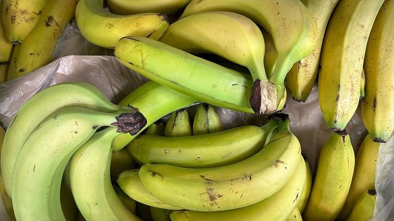 Экспериментальные теплицы для выращивания бананов готовы на 30% в Сочи