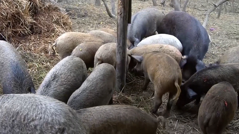 В Калининском районе в зоне 10 км ввели карантин из-за вспышки чумы свиней