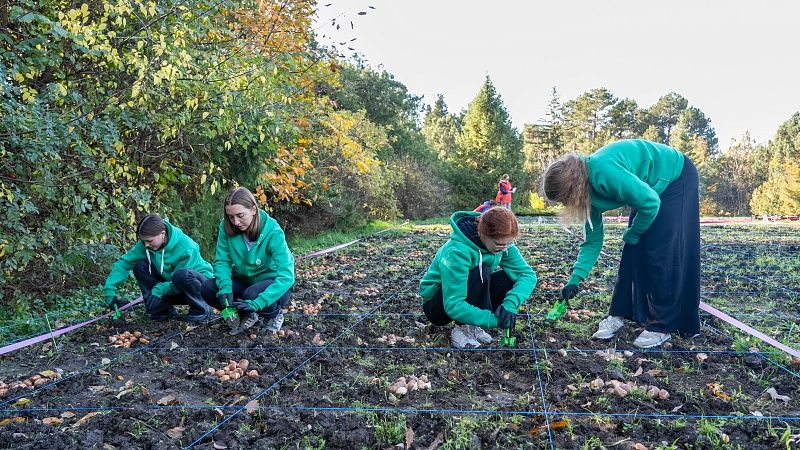 Студенты КубГАУ высадили 150 тысяч тюльпанов в Ботаническом саду Краснодара