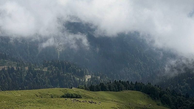 Эксперт Кулеш: Усольцевы вероятно не выжили в тайге Красноярского края