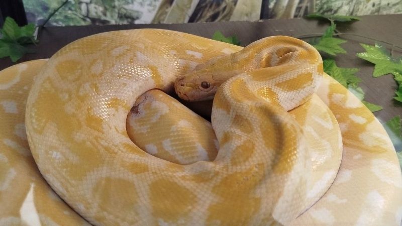 Пенсионерка умерла после тройного укуса гремучей змеи в США