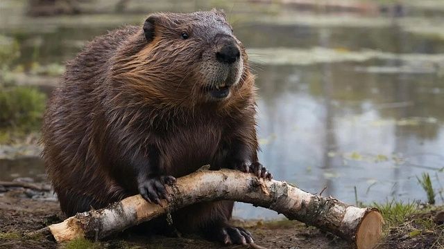 Заграждения от бобров установили около реки Сетунь в Москве 