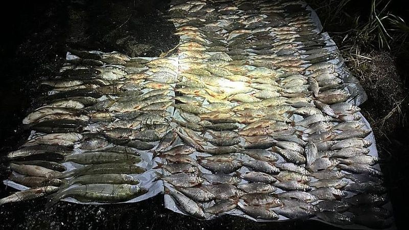 Три года условно дали браконьеру за вылов более 500 рыб в Азовском море