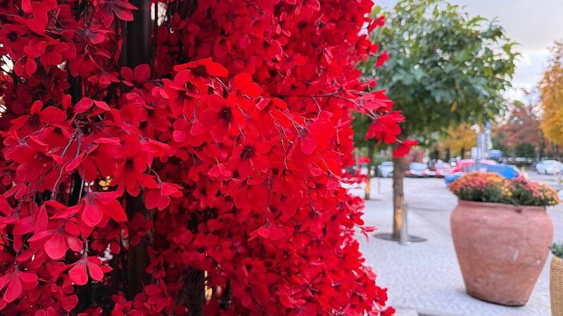 До +19°С и облачно будет 26 ноября на Черноморском побережье Краснодарского края