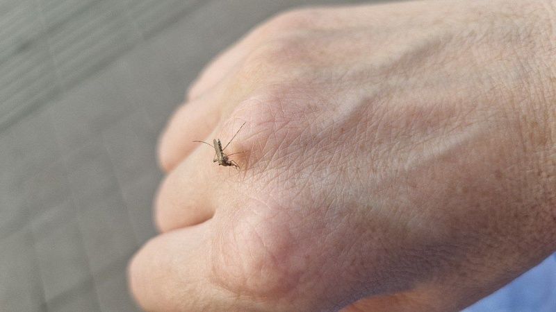 Ученые раскрыли неожиданные факторы, как комары выбирают себе жертв