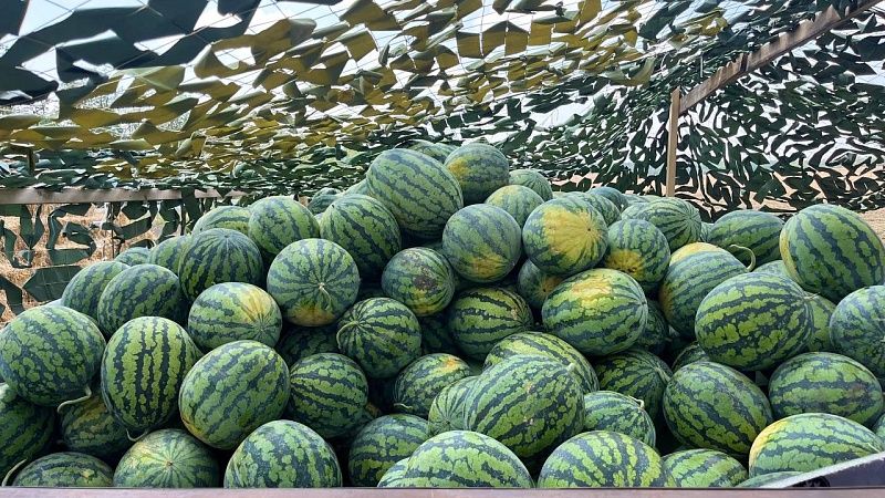 Первые местные арбузы могут появиться уже в июне на Кубани