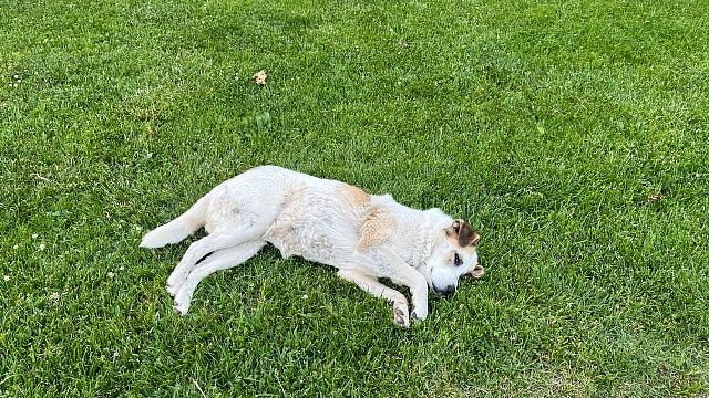 Протоиерей Ильяшенко рассказал, что происходит с душой животных после смерти 