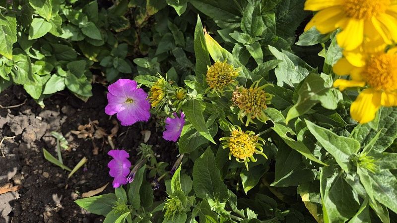 Редкие виды растений и грибов нашёл Казанский университет в Татарстане