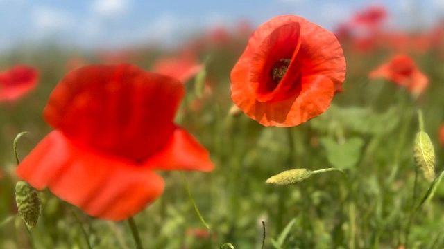 До +30 градусов опустится температура воздуха в Краснодаре 12 августа