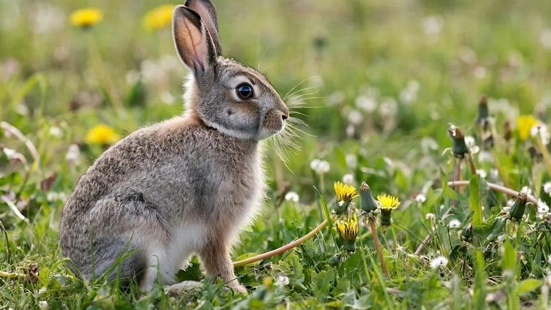 Количество зайчат увеличилось на природных территориях Москвы