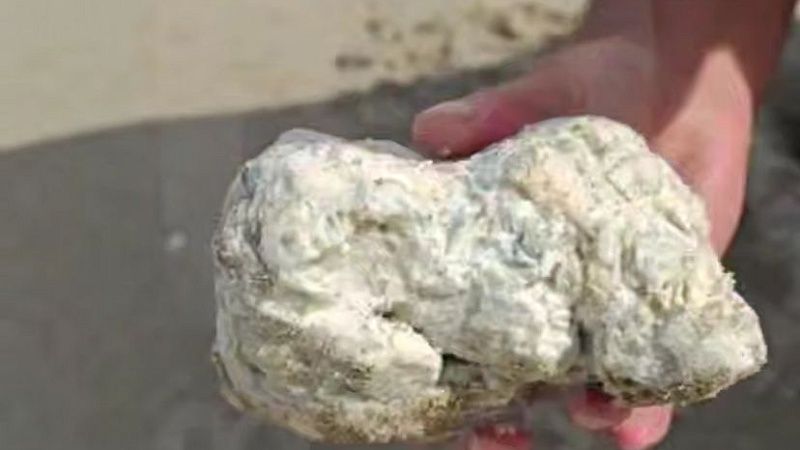 Российские туристы нашли затвердевшую семикилограммовую амбру кашалота в Пхукете