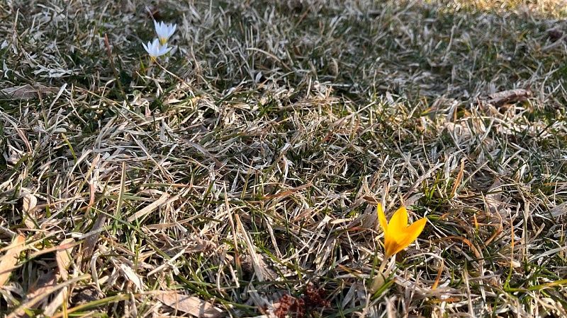 Лёгкий ветерок и до +21⁰С прогнозируют на Кубани 10 марта