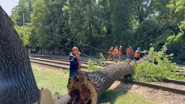 Сильный ветер в Краснодаре повалил около 260 деревьев