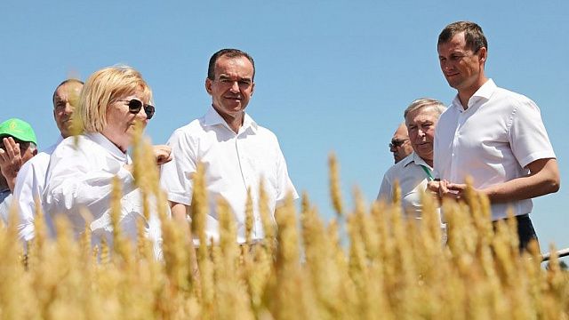 12 млн тонн зерна: губернатор Кубани рассказал о планах на урожай в 2022 году Фото: пресс-служба администрации Краснодарского края