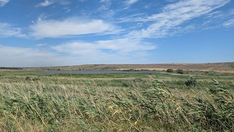 Новый вид растения нашли на границе Казахстана и России