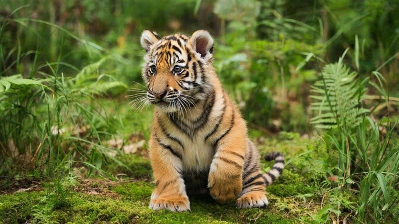 Инспекторы охотнадзора спасли тигрёнка-сироту на дороге в Хабаровском крае