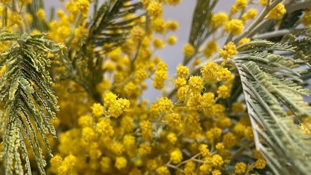 Триста тонн мимозы ввезли в Россию из Абхазии