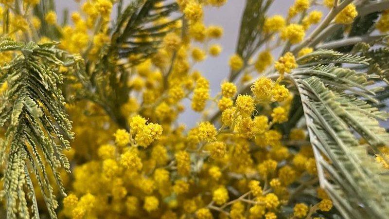 Триста тонн мимозы ввезли в Россию из Абхазии