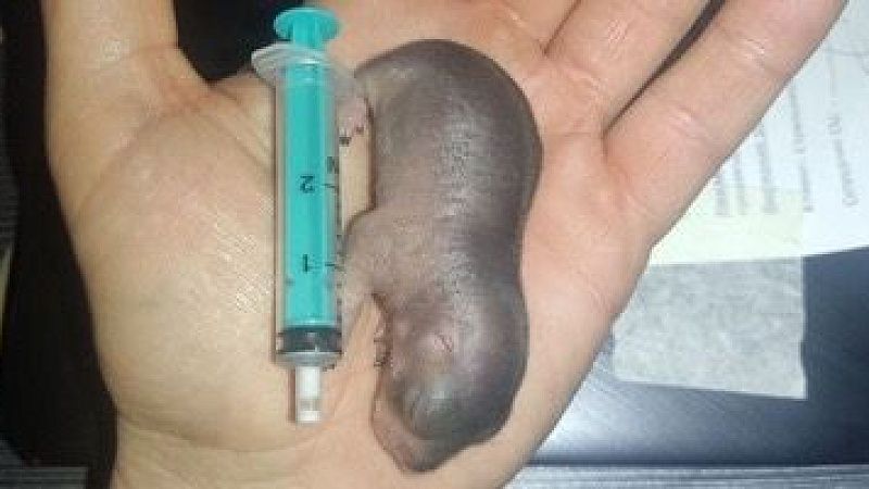 Новорожденного детеныша выдры спасли в Башкирии