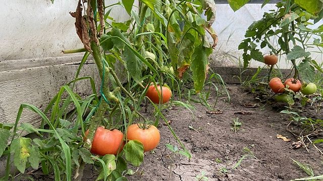 Ученые назвали хобби, снижающее уровень депрессии у пожилых