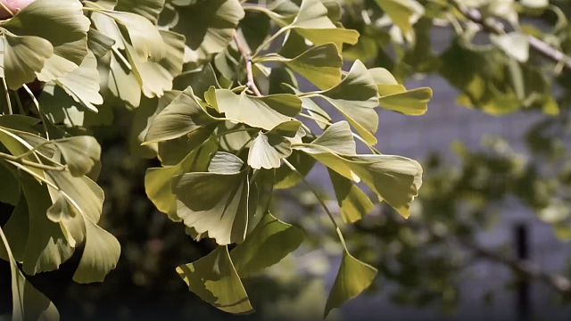 Листья Гинкго Билобы. Фото: телеканал «Краснодар»