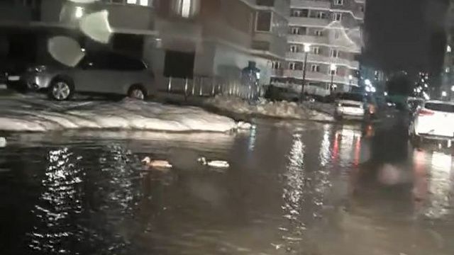 Дикие утки устроили заплыв по подтопленным улицам Краснодара