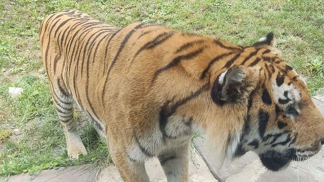 Фото: телеканал «Краснодар»