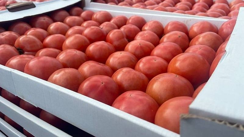 В египетских помидорах обнаружили вирус во время проверки в порту Новороссийск