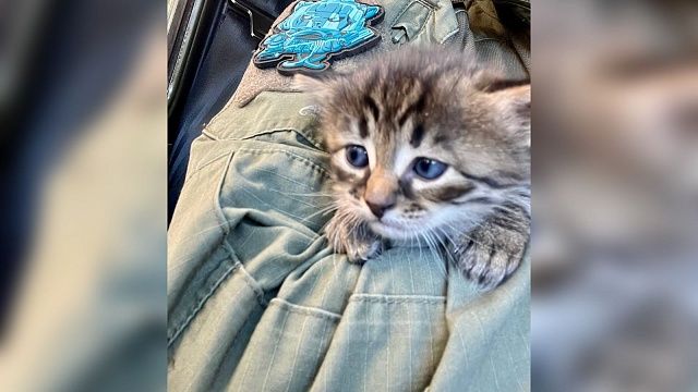 Фото: t.me/voenndelo