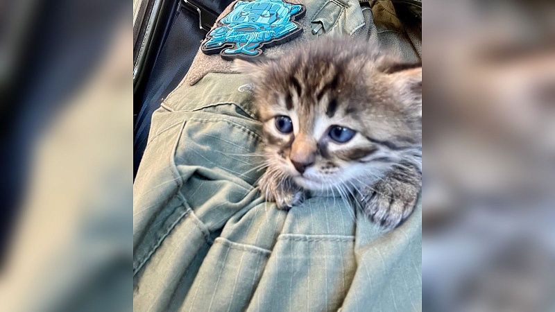 Российские сапёры спасли котёнка из заминированного блиндажа