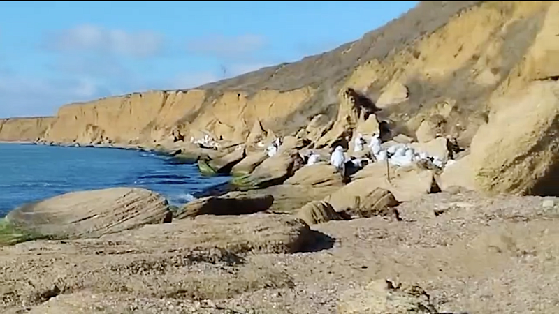 На пляже «Плоские камни» за два дня собрали 15 тонн мазутных отходов на Кубани