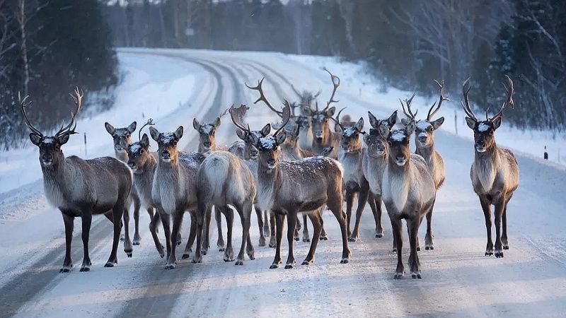 Из-за миграции оленей образовались огромные пробки на дорогах Камчатки