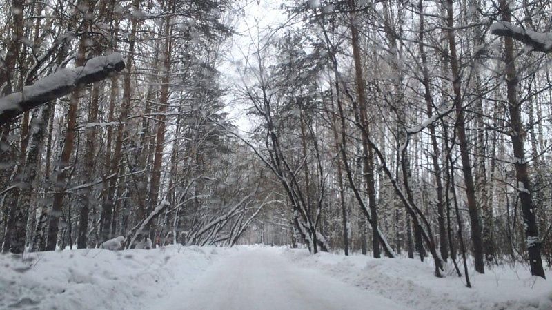 «ЛизаАлерт» назвала наиболее вероятную версию исчезновения семьи Усольцевых 
