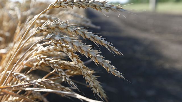 На полях собрали первый миллион тонн пшеницы. Фото: Геннадий Аносов