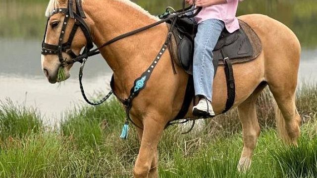 На Кубани из конюшни украли 7 лошадей, объявлено вознаграждение