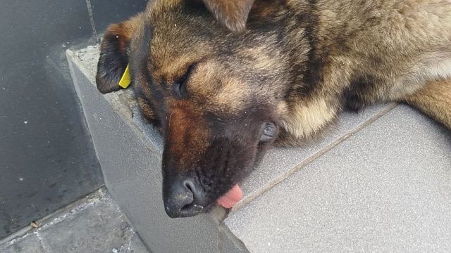 Впервые за 10 лет выявили случай бешенства у человека в Ленобласти