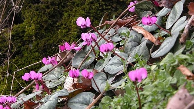 Фото: пресс-служба курорта «Роза Хутор»