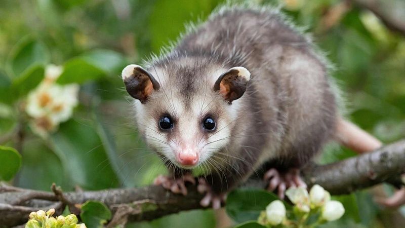 Считавшихся вымершими 6 тысяч лет назад опоссумов нашли в Новой Гвинее