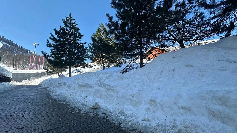 Впервые встретили краснокнижного черного аиста в горах Сочи