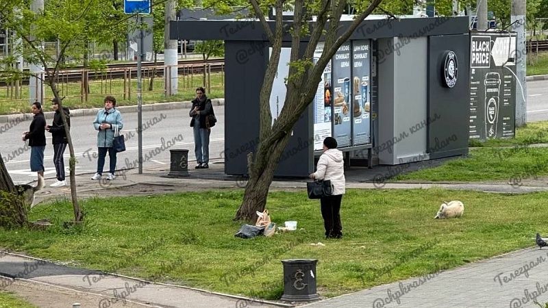 Школьника покусали бездомные собаки у поликлиники в Краснодаре