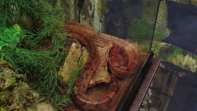 Фото: телеканал «Краснодар»