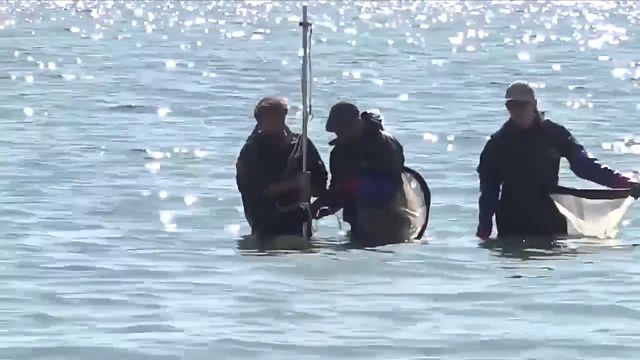 Ученые оценили скорость восстановления морского дна после разлива мазута в Анапе