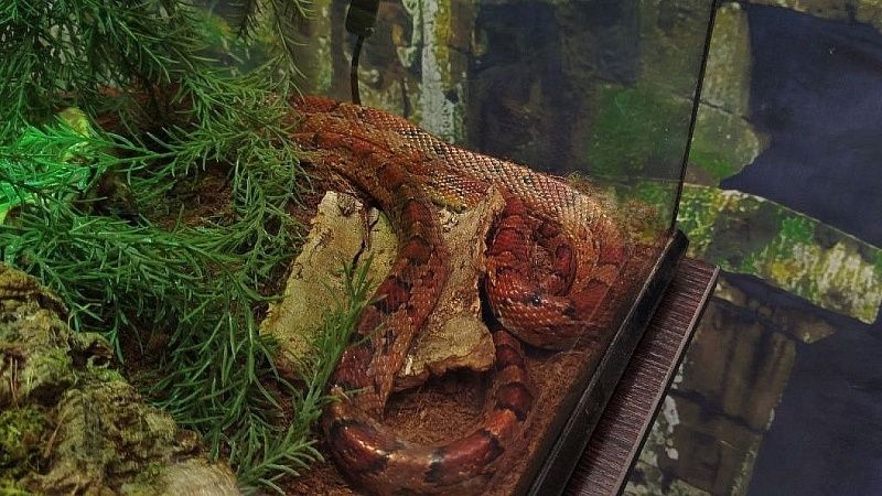 Трехметровый питон выполз из унитаза в школе Малайзии