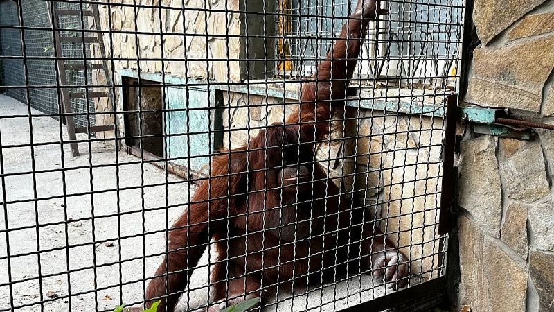 Директор «Тайгана» Зубков выступил против травли давшей вейп орангутану боксерши