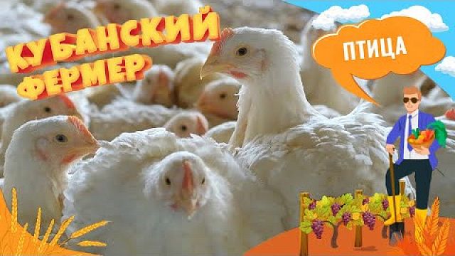 О выращивании уток и куриц в Краснодарском крае и развитии забойного цеха
