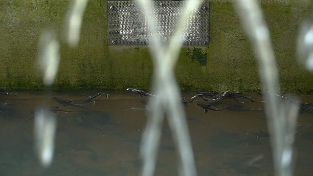 Фото: телеканал «Краснодар»