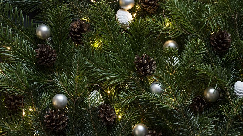 Сдать живую елку до 30 января можно в одном из ТРЦ Краснодара