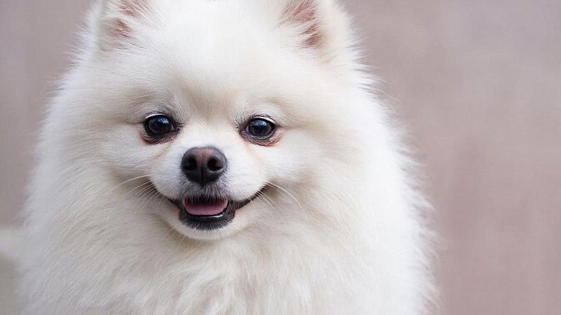 Гайдукевич резко раскритиковал Зеленского после слов про шпица Лукашенко 